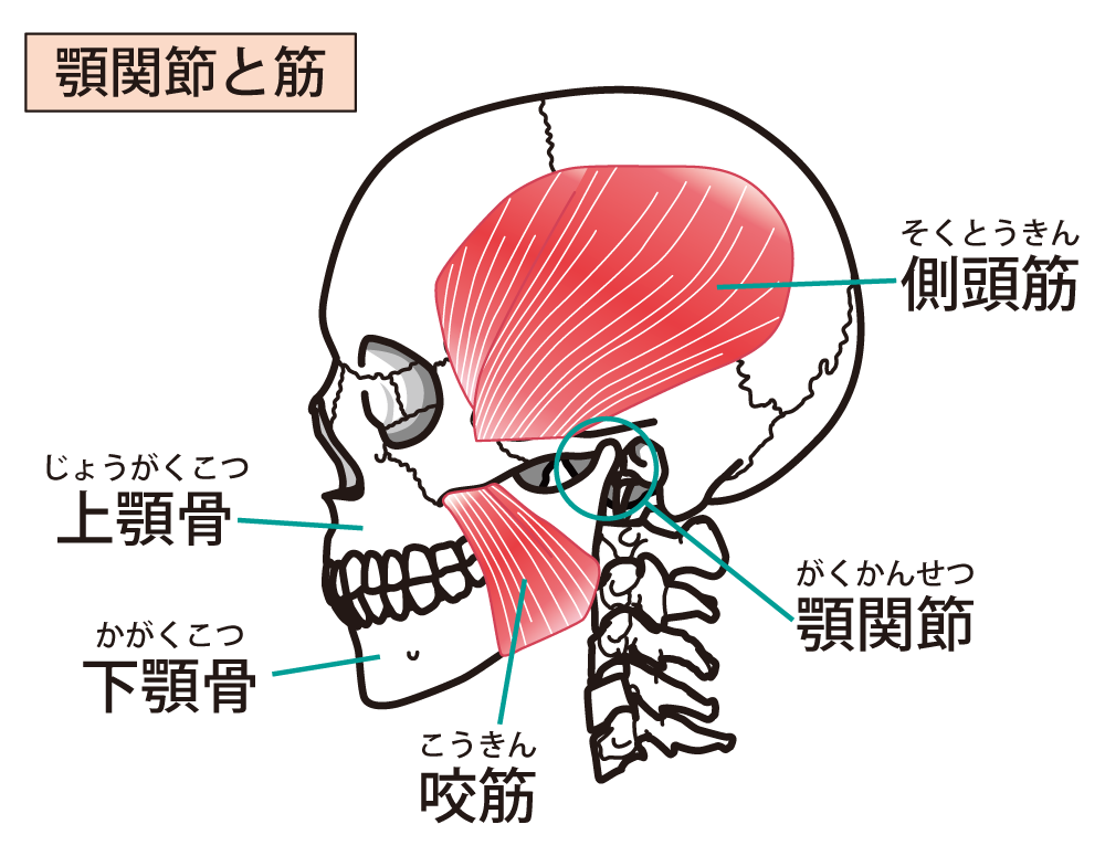 顎関節症 未来はりきゅう整骨院
